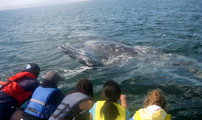 baja-whales-discover