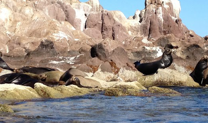 los-islotes-baja-sea-lions