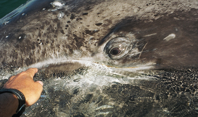 whale-baja-closeup