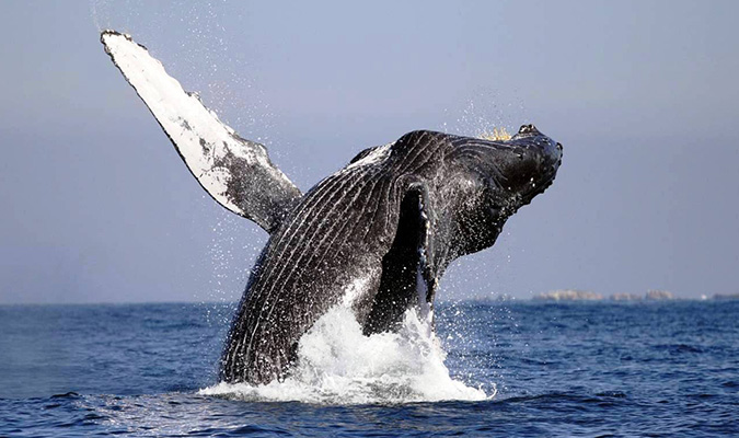 whale-jumping-baja