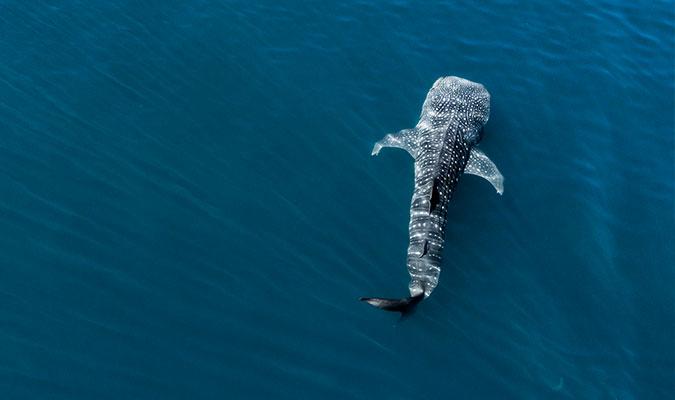 whale-shark