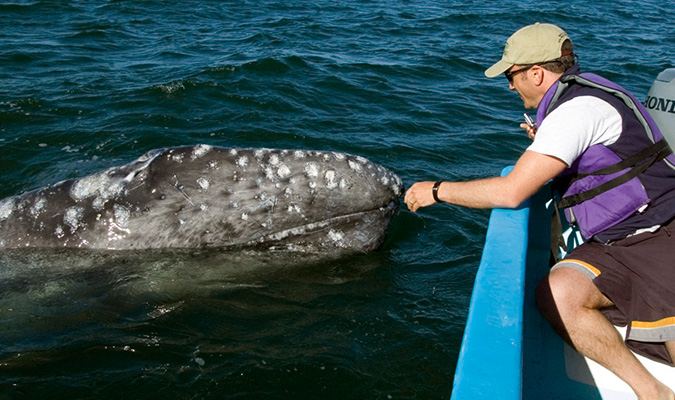 whales-nose-touch