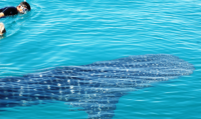 adventure-with-whale-shark