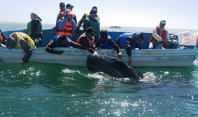 baja-family-trip-gray-whales
