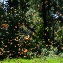 butterflies-michoacan-magical-migration