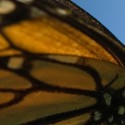 butterfly-migration-morelia