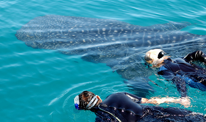 couple-swimming-whale-shark