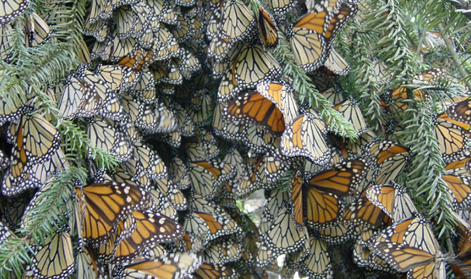 el-rosario-sacnturary-butterflies