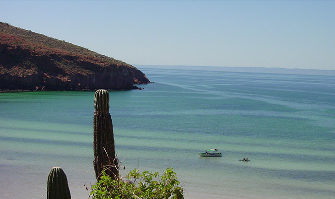 espiritu-santo-baja-whales