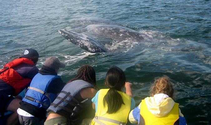 family-trip-baja-gray-whales