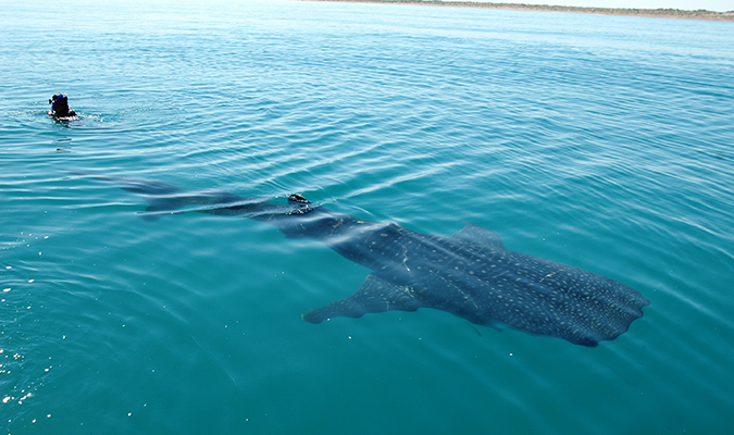 full-length-whale-shark