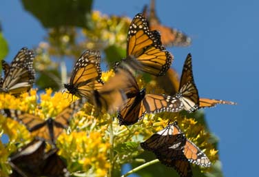 highland-monarch-butterflies