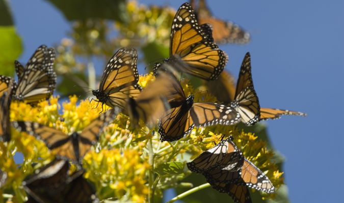 mariposa-monarca-butterfly-michoacan-1