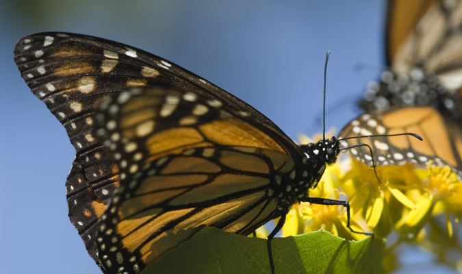 mariposa-monarca-butterfly-michoacan-2