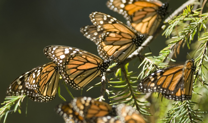 mariposa-monarca-butterfly-michoacan-6