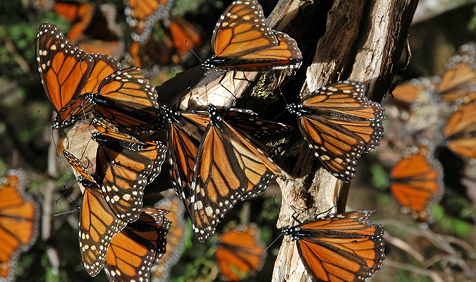 monarch-butterflies-morelia