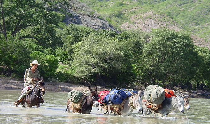 mules-crossing-river