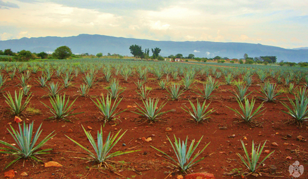 7-agave-jalisco