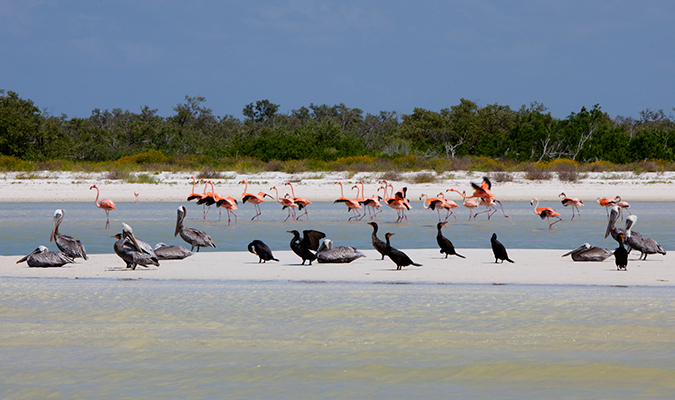 las-nubes-flamingos