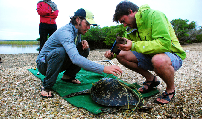 baja-wildlife-sea-turtle-monitoring-camp