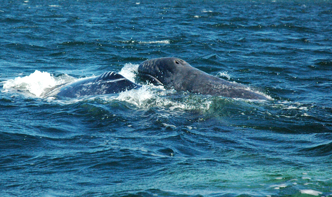 baja-wildlife-whales-2