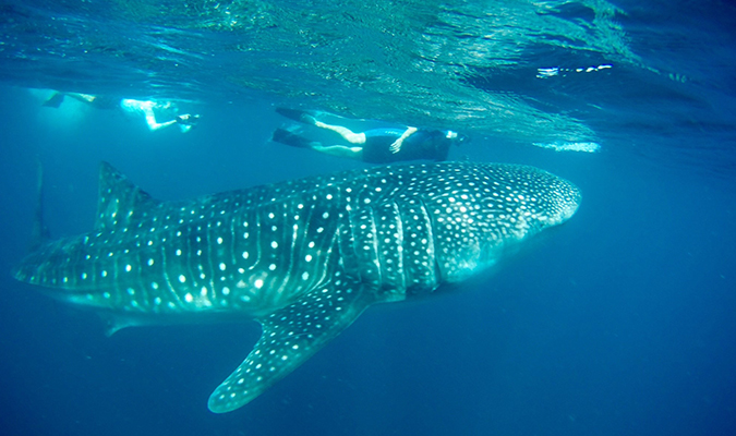 whale-shark-baja-cfresno