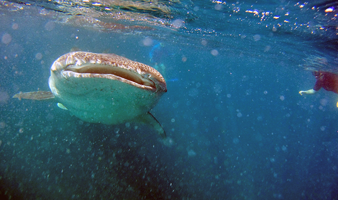 whale-shark-baja-jm-2