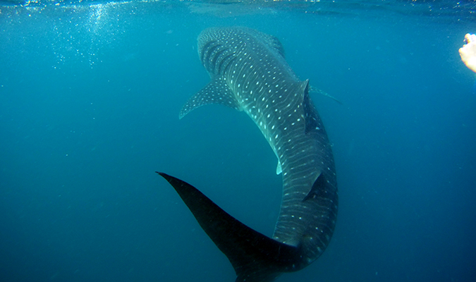 whale-shark-baja-jm