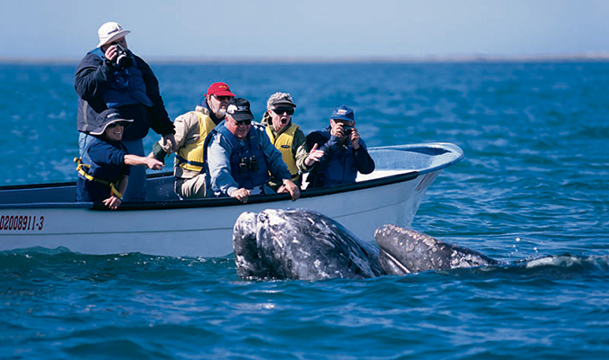 whale-whale-watching-baja