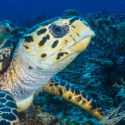 sea-turtle-headers