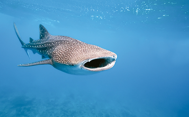 whale-shark-2