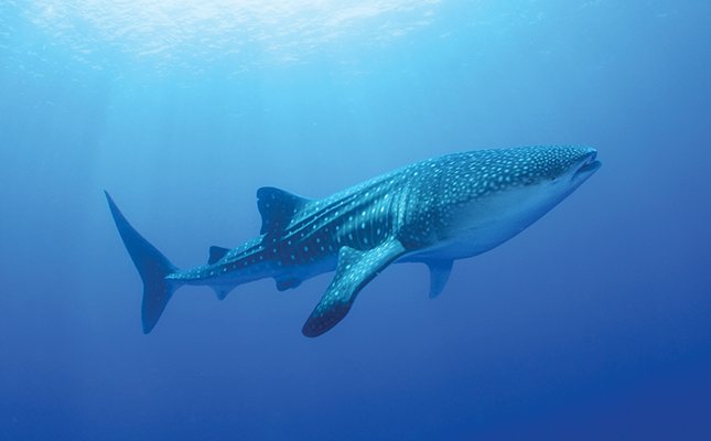 whale-shark-4