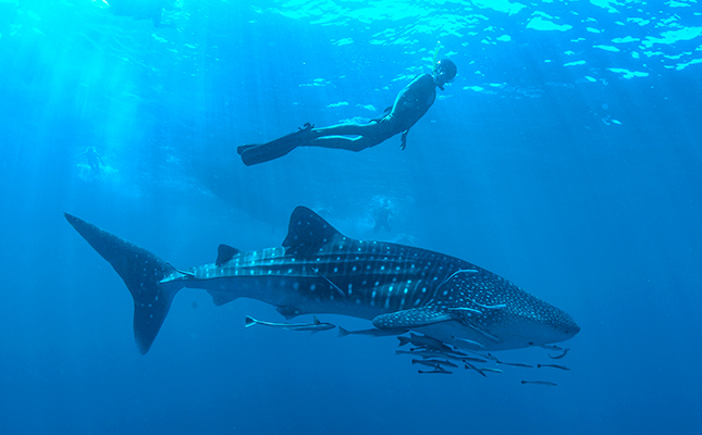 whale-shark-5