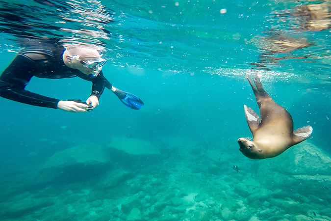 sea-lion-baja