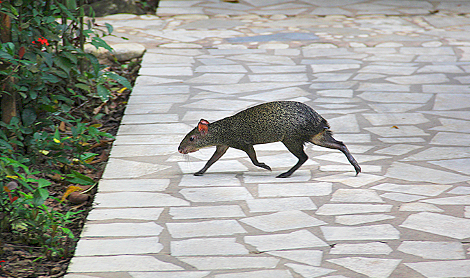 chan-kah-agouti