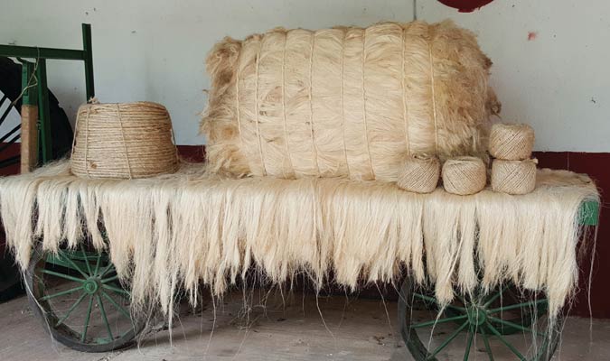 sotuta-de-peon-sisal-2