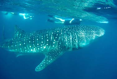 top-itinerary-los-cabos-whale-sharks