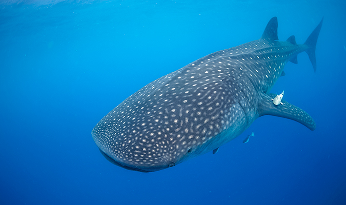 Whale-Shark-Baja