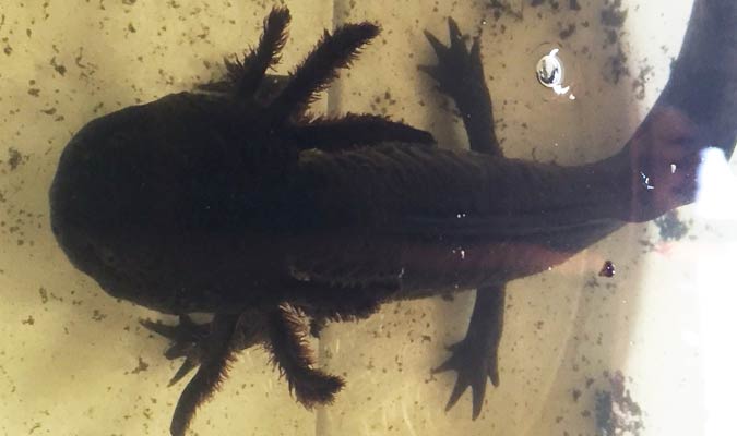 axolotl-xochimilco-2