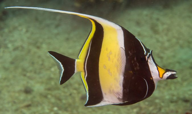 Moorish idols Credit: Rickard Zerpe/Flickr