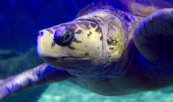 Olive ridley turtle Credit: C Watts/Flickr