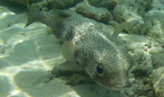 Spotted box fish Credit: Jon Connell/Flickr