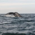 humpback-whale-puerto-vallarta