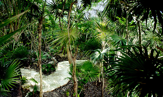 palmaia-jungle