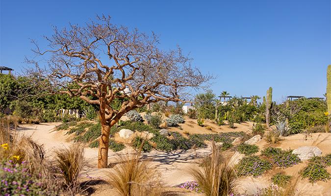 rancho-pescadero-garden